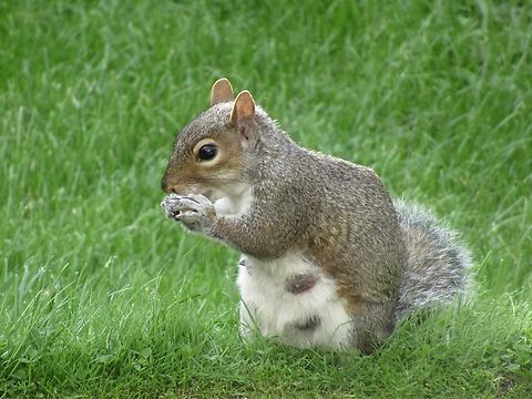 Grey squirrel, female                                 Eastern gray squirrel,Geotagged,Sciurus carolinensis,Sciurus griseus,Summer,United Kingdom,Western Gray Squirrel
