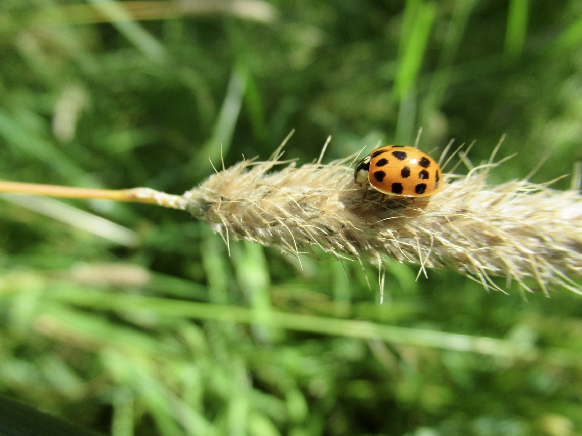 Asian Lady Beetle                                 Geotagged,Harmonia axyridis,Multicolored Asian Lady Beetle,Summer,United Kingdom