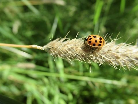 Asian Lady Beetle                                 Geotagged,Harmonia axyridis,Multicolored Asian Lady Beetle,Summer,United Kingdom