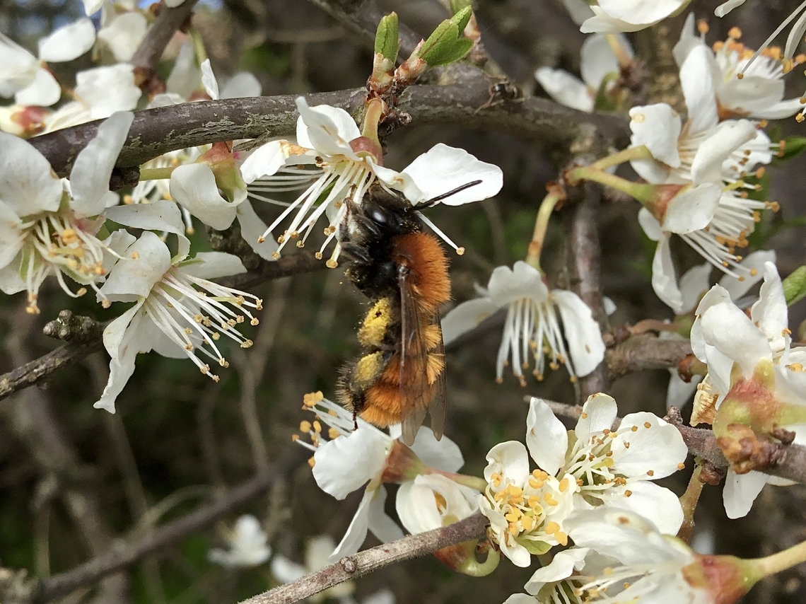 Andrena fulva, Tawny mining bee  Andrena fulva,Geotagged,Spring,Tawny Mining Bee,United Kingdom