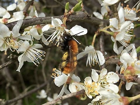 Andrena fulva, Tawny mining bee  Andrena fulva,Geotagged,Spring,Tawny Mining Bee,United Kingdom