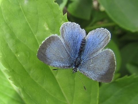 Holly blue    The Holly blue, Celastrina argiolus             Celastrina argiolus,Geotagged,Holly Blue,Spring,United Kingdom