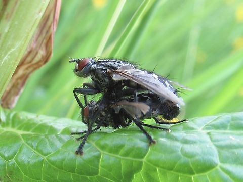 Sarcophaga carnaria Sarcophaga carnaria. Found mating in a wildflower park Common flesh fly,Geotagged,Sarcophaga carnaria,Spring,United Kingdom