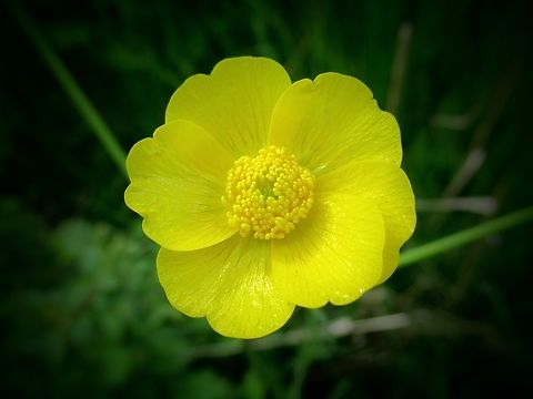 Ranunculus acris, commonly known as meadow buttercup, tall buttercup, common buttercup and giant buttercup.                                 Geotagged,Meadow buttercup,Ranunculus acris,Spring,United Kingdom