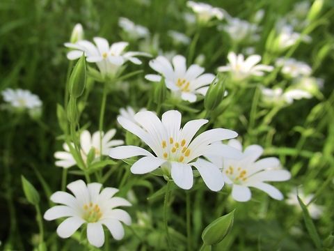 Greater Stitchwort, Stellaria holostea                                 Geotagged,Greater Stitchwort,Rabelera holostea,Spring,Stellaria holostea,United Kingdom