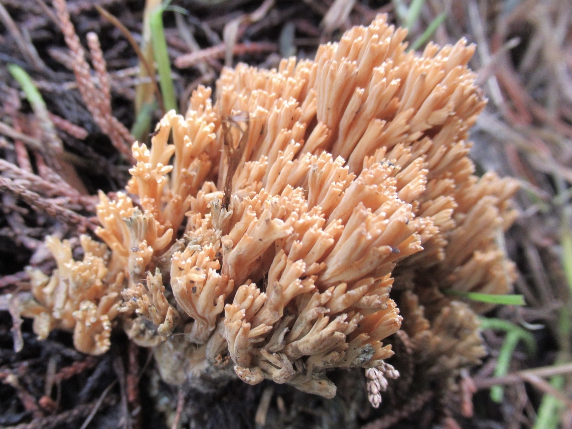 Beautiful clavaria, UK                                 Beautiful clavaria,Fall,Geotagged,Ramaria formosa,United Kingdom