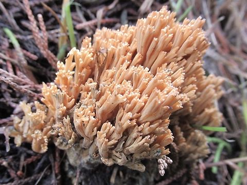Beautiful clavaria, UK                                 Beautiful clavaria,Fall,Geotagged,Ramaria formosa,United Kingdom