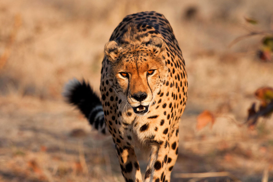 Walking to water  Acinonyx jubatus,Cheetah,Geotagged,Zimbabwe