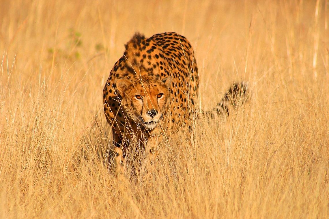 Eyes on the prize Pure hunting mode Acinonyx jubatus,Cheetah,Geotagged,Zimbabwe