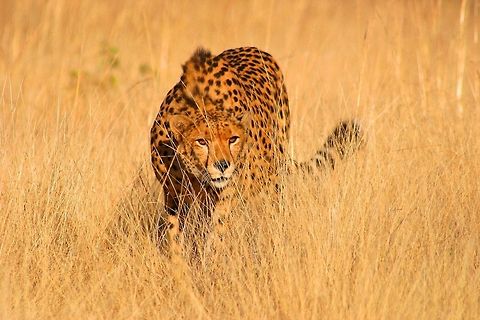 Eyes on the prize Pure hunting mode Acinonyx jubatus,Cheetah,Geotagged,Zimbabwe