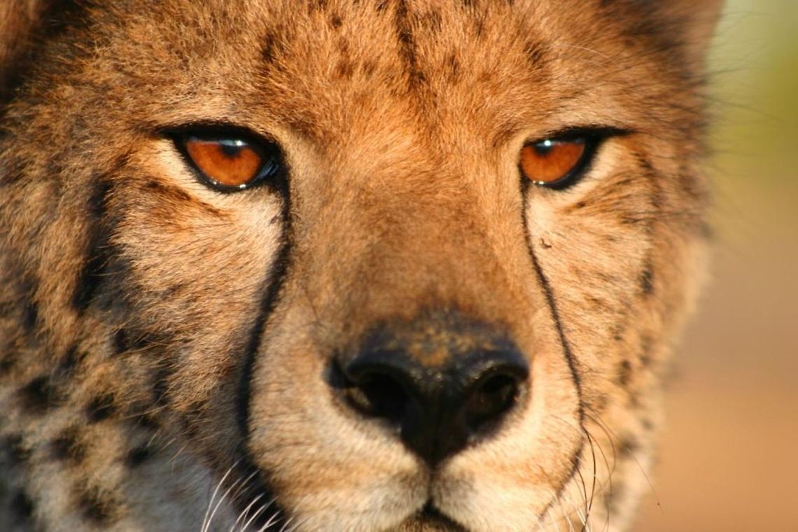 Focus...  Acinonyx jubatus,Cheetah,Geotagged,Zimbabwe