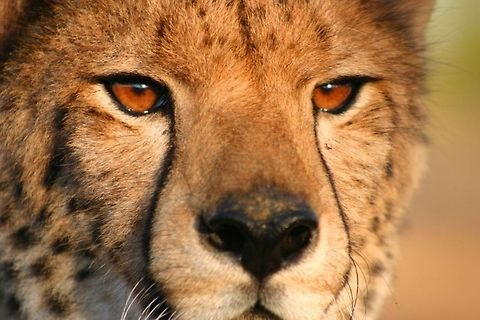 Focus...  Acinonyx jubatus,Cheetah,Geotagged,Zimbabwe