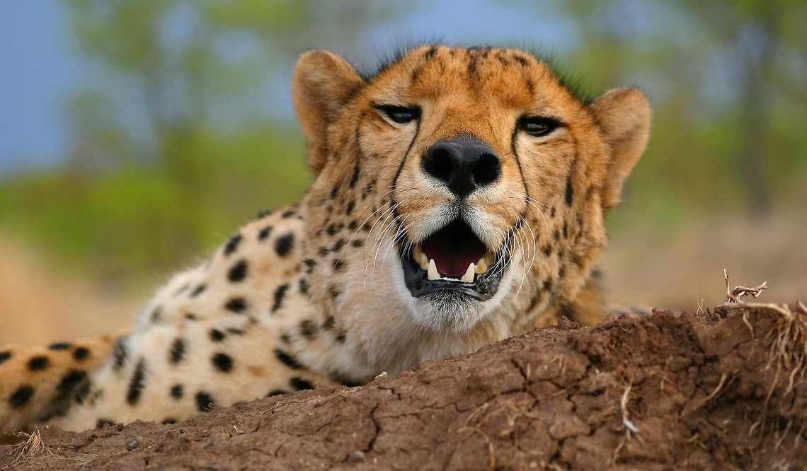 Smelling for rain With rain on the way... Acinonyx jubatus,Cheetah,Geotagged,Zimbabwe