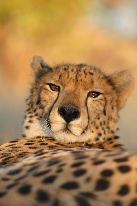 chill time taking a rest in the pure African sun Acinonyx jubatus,Cheetah,Geotagged,Zimbabwe
