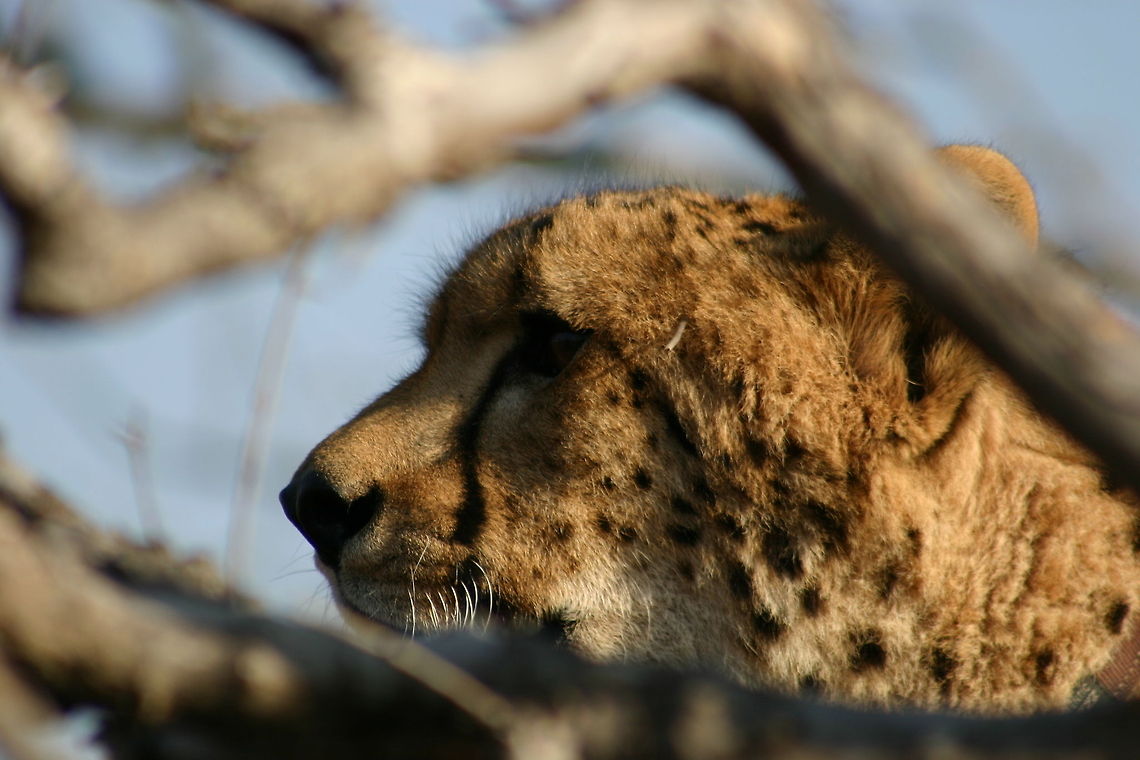 Fully focused... Cheetah with eyes on impala in the distance Acinonyx jubatus,Cheetah,Geotagged,Zimbabwe