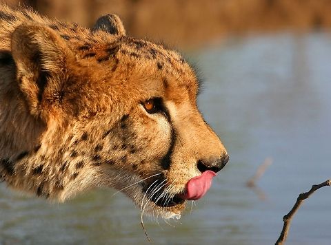 Cheetah Taken in Victoria Falls, Zimbabwe  Acinonyx jubatus,Cheetah