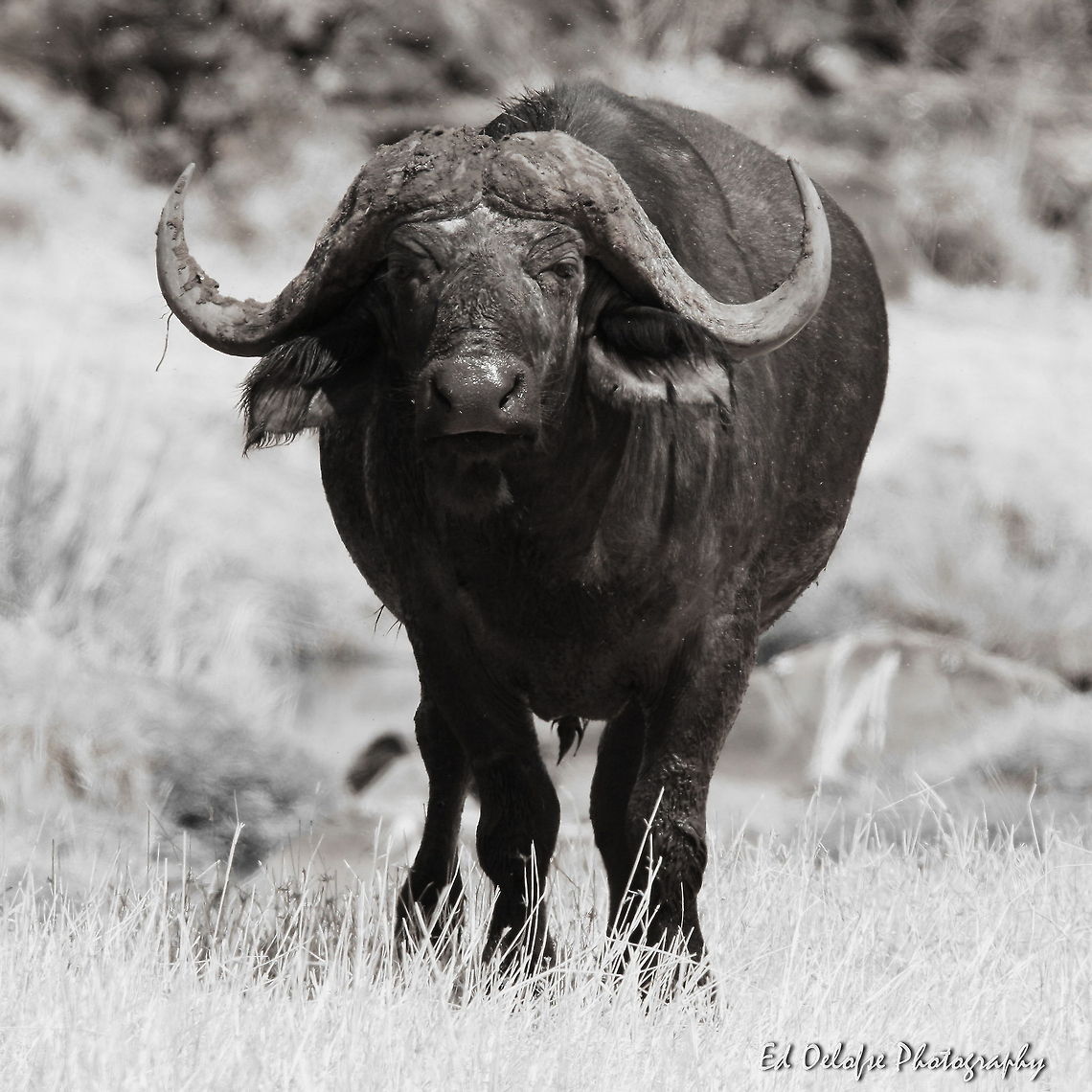 Head on  African buffalo,Geotagged,Syncerus caffer,Zimbabwe