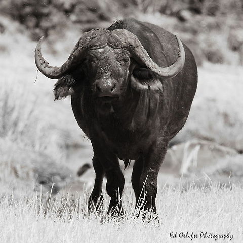 Head on  African buffalo,Geotagged,Syncerus caffer,Zimbabwe