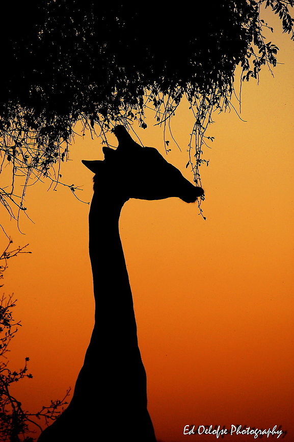 African sunset silhouettes in Africa Geotagged,Giraffa camelopardalis,Giraffe,Zimbabwe