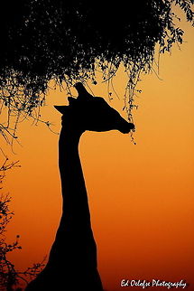 African sunset silhouettes in Africa Geotagged,Giraffa camelopardalis,Giraffe,Zimbabwe