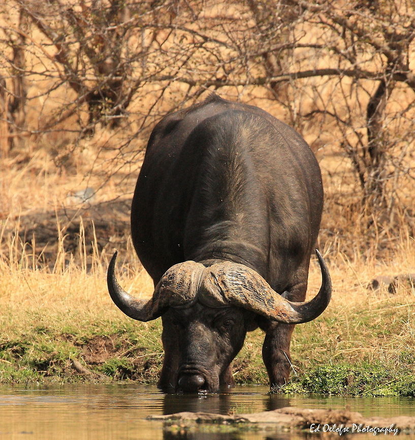 Hot African summer well deserved drink African buffalo,Geotagged,Syncerus caffer,Zimbabwe