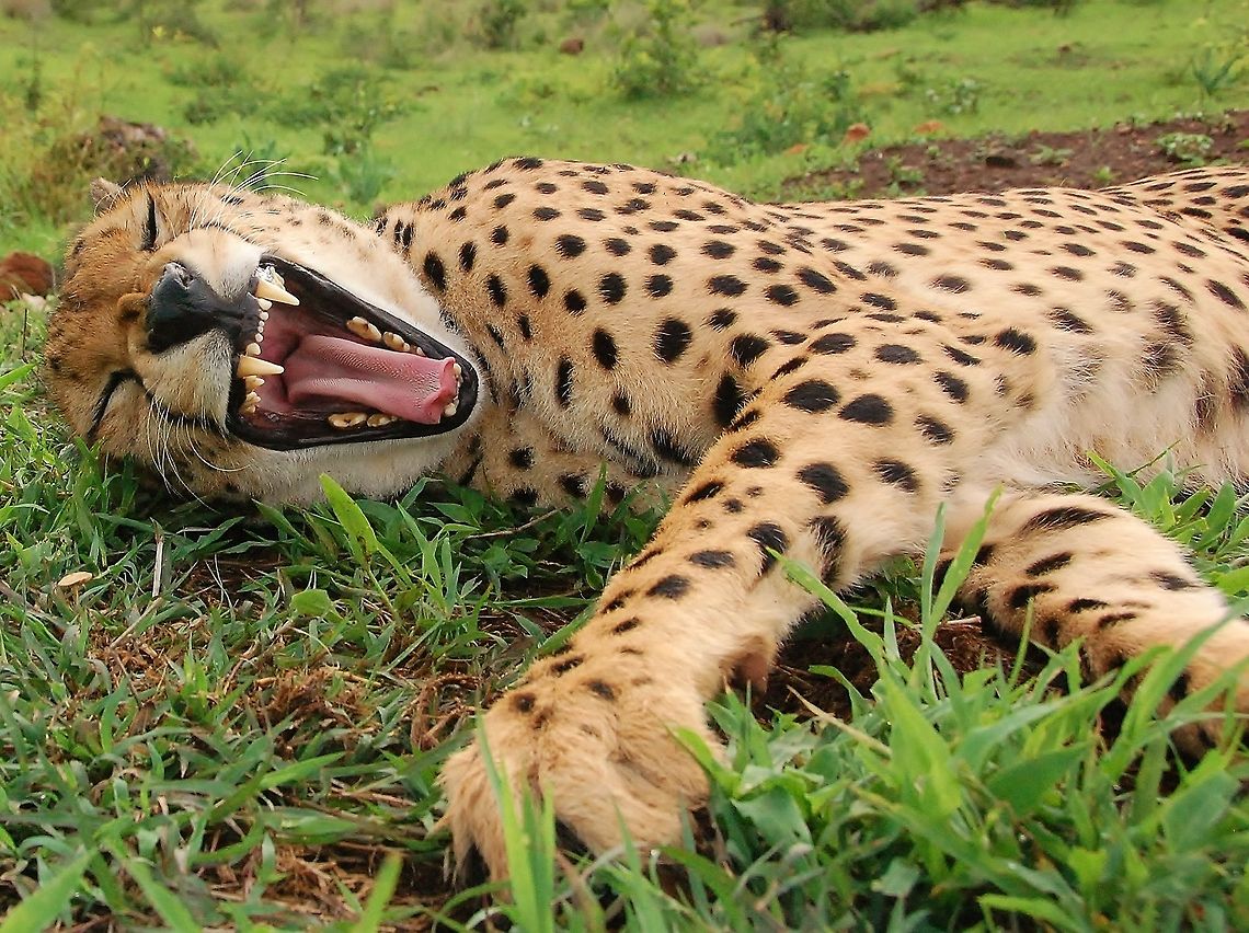 Waking Up Early morning stretches help keep you flexible Acinonyx jubatus,Cheetah,Geotagged,Zimbabwe