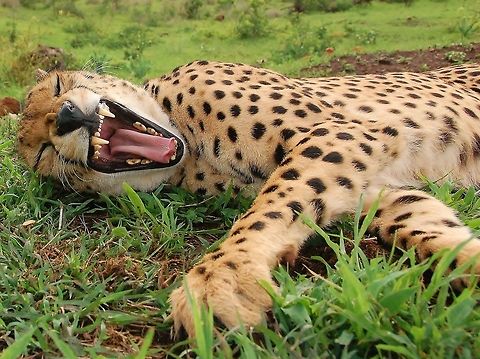 Waking Up Early morning stretches help keep you flexible Acinonyx jubatus,Cheetah,Geotagged,Zimbabwe