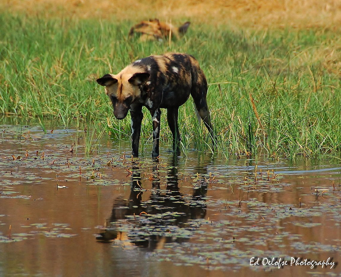 African Wild Dog Reflections of a wild life African wild dog,Botswana,Geotagged,Lycaon pictus