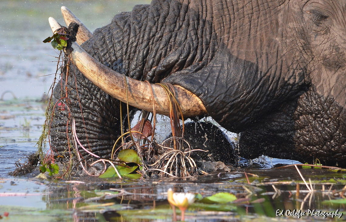 Water is Life Taken on the Chobe river, Botswana with my good friend Guts from Pangolin Safaris while out on a safari.   Botswana,Geotagged