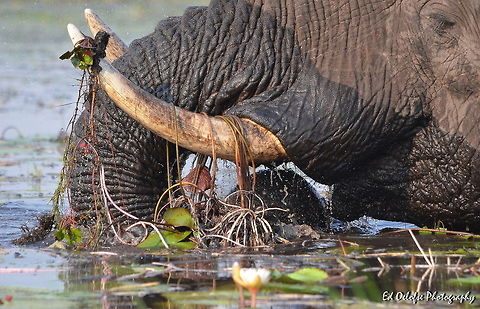 Water is Life Taken on the Chobe river, Botswana with my good friend Guts from Pangolin Safaris while out on a safari.   Botswana,Geotagged
