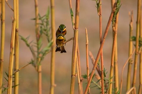 Mating Bee Eaters Found these bee eaters mating, something that is very rare to come across. Little Bee-eater,Merops pusillus
