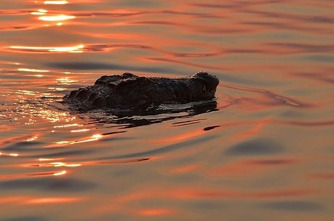 Close Call at Sunset  Botswana,Crocodylus niloticus,Geotagged,Nile crocodile