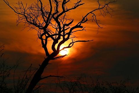 Hot African summer  Acacia nilotica,Geotagged,Zimbabwe