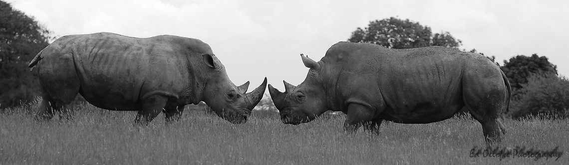 White Rhinos  Ceratotherium simum,Geotagged,White rhinoceros,Zimbabwe