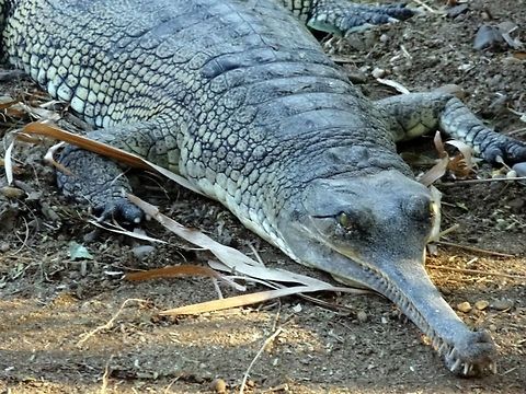 The Alligator  reptiles