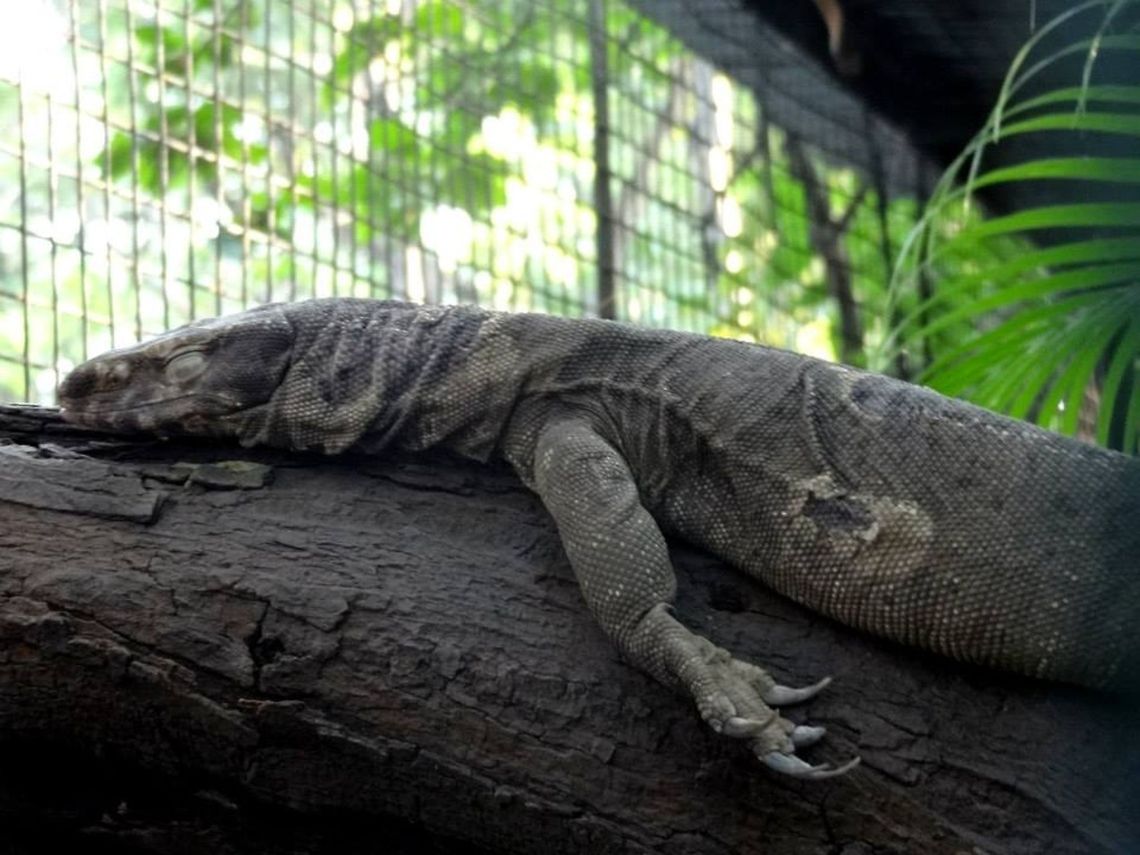 The giant lizard  Bengal monitor (Indian monitor),Varanus bengalensis,reptiles