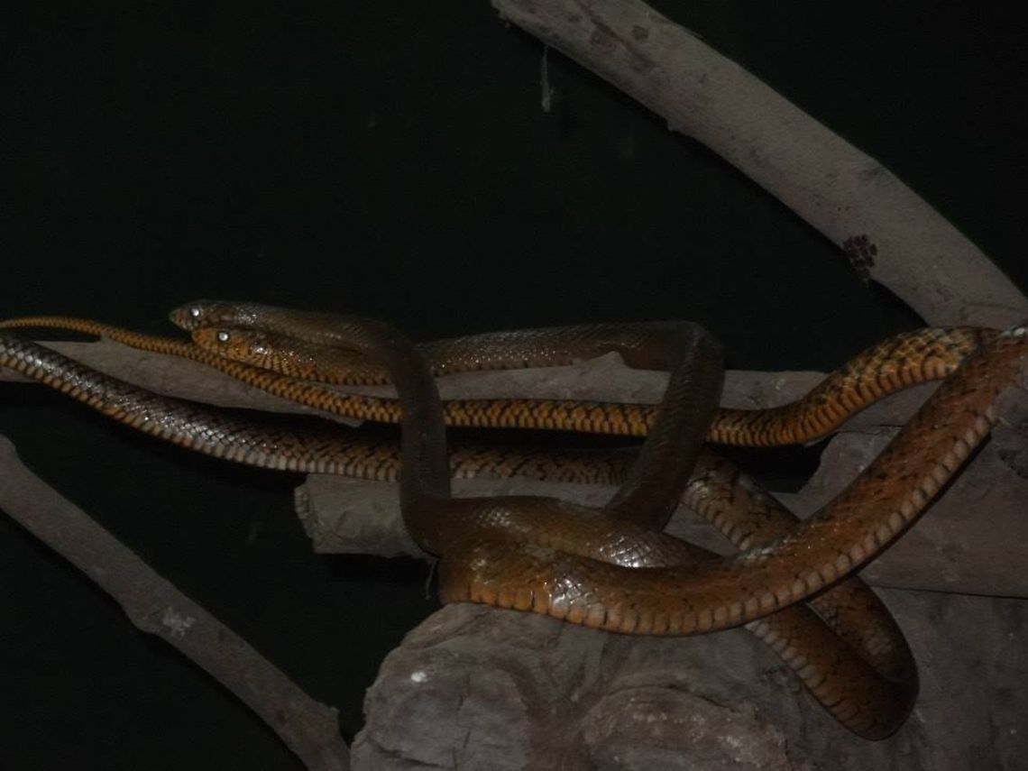 The snakes  Oriental ratsnake,Ptyas mucosa,reptiles