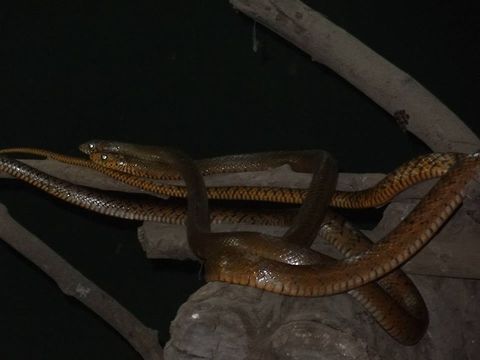 The snakes  Oriental ratsnake,Ptyas mucosa,reptiles