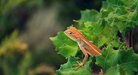 creepy crawler... In the early morning when I was travelling with my camera..this beautiful creature took my attention..it stayed on the branch of a bush for more than 4 minutes ..and that's was enough for me to take a shot to memorise our encounter.. Calotes versicolor,Oriental Garden Lizard,creeper on the hedge