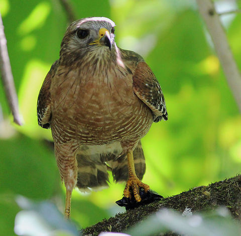 Turtle Soup A Red shouldered hawk, with its lunch, a young musk turtle.  Buteo lineatus,Red-shouldered Hawk,birds of prey,hawk,predator