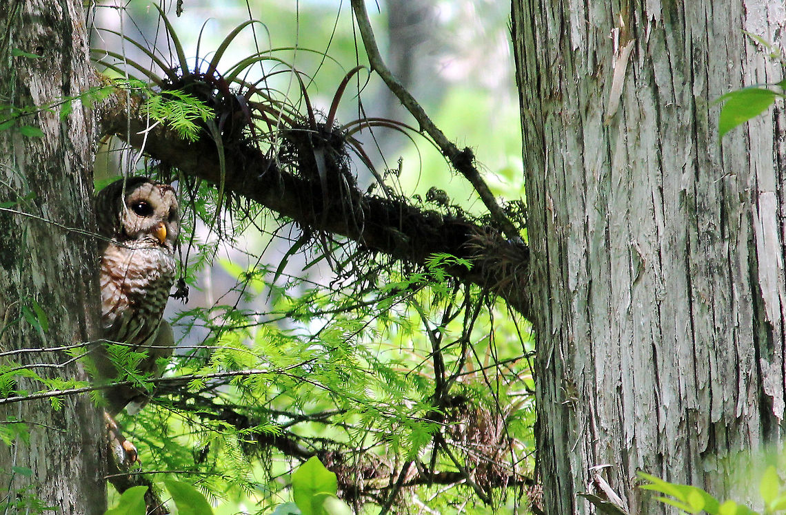 Wisdom of the woods A barred owl in the swamp during midday. I like this shot because of the swampy landscape, and I love the full body shot (talons included) of the owl! Barred Owl,Bird of prey,Florida,Owl,Predator,Strix varia,Swamp