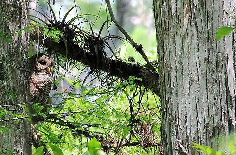 Wisdom of the woods A barred owl in the swamp during midday. I like this shot because of the swampy landscape, and I love the full body shot (talons included) of the owl! Barred Owl,Bird of prey,Florida,Owl,Predator,Strix varia,Swamp