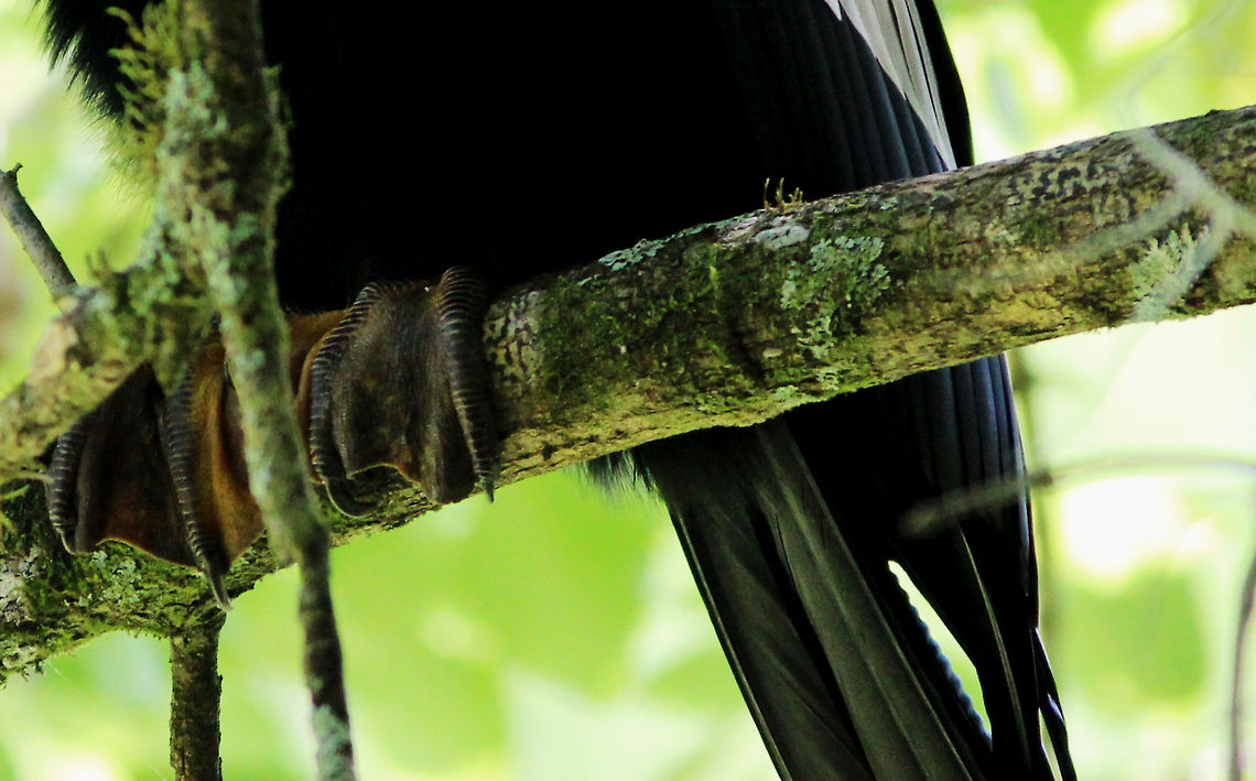Swamp thing The gorgeous feet of an Anhinga. This was taken in the swamp in Florida!  Anhinga,Anhinga anhinga,Darter,Florida,Green,Snakebird,Swamp,american darter,bird,cool bird,waterfowl