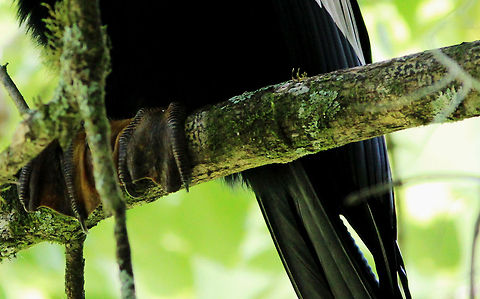 Swamp thing The gorgeous feet of an Anhinga. This was taken in the swamp in Florida!  Anhinga,Anhinga anhinga,Darter,Florida,Green,Snakebird,Swamp,american darter,bird,cool bird,waterfowl