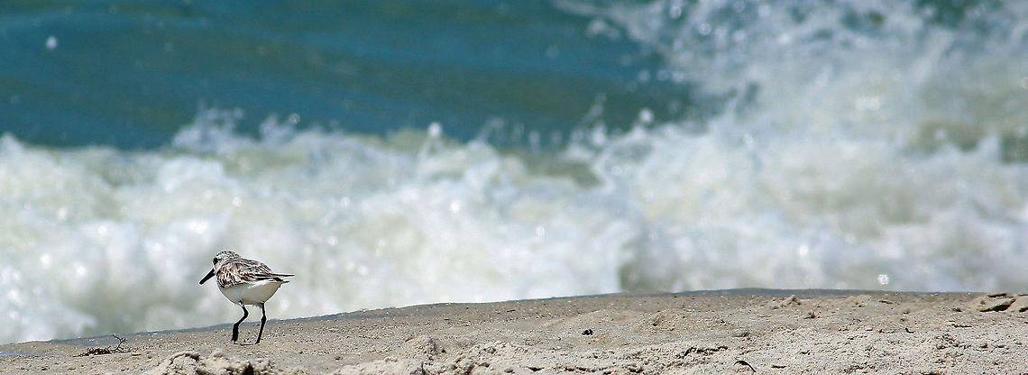 Lonesome Piper A Sanderling at the beach. These cute little pipers run all over the beach, only to settle down in the warm sand and sleep.  Beach,Calidris alba,Florida,Plover,Sanderling,Waves,bird,cute,ocean,sand,sanderling,sandpiper