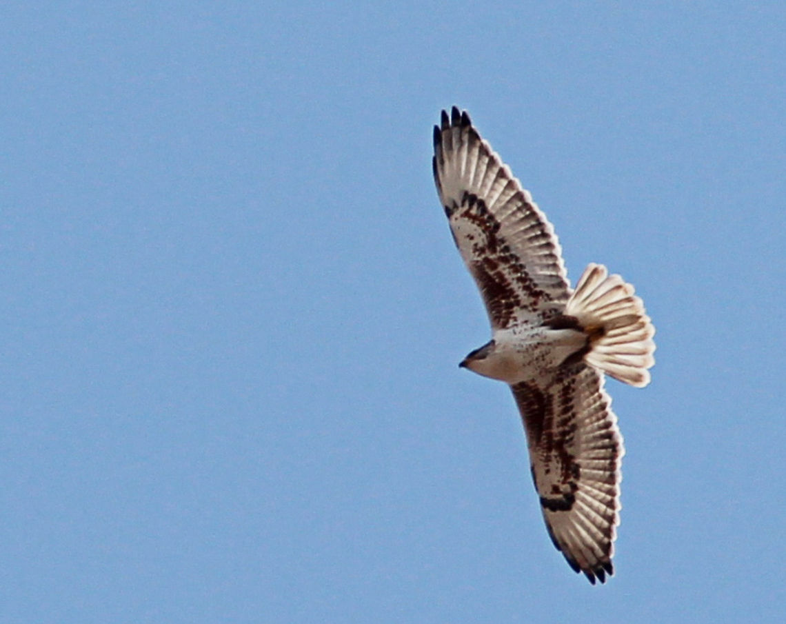 The Flying Ferruginous A rare, wonderful hawk of the buteo family. I took this photo on a search for the Hawk with the Ohio State Ornithology Club! We waited a long time, but it was obviously worth it! Bird of prey,Buteo regalis,Ferruginous Hawk,Hawk,Predator,Raptors,buteo,ornithology,rare