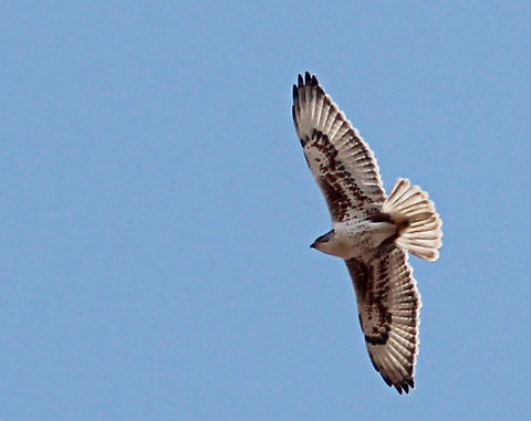 The Flying Ferruginous A rare, wonderful hawk of the buteo family. I took this photo on a search for the Hawk with the Ohio State Ornithology Club! We waited a long time, but it was obviously worth it! Bird of prey,Buteo regalis,Ferruginous Hawk,Hawk,Predator,Raptors,buteo,ornithology,rare