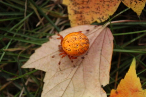Autumn Orbweaver This gorgeous sunburst colored orbweaver spider came down from a matching tree to tangle me up. I quickly ran and grabbed my camera! Beautiful.  Araneus marmoreus,Camouflage,Fall,Insects,Marbled orb-weaver,Spider,arachnid,autumn,orbweaver spider,sunburst,wildlife