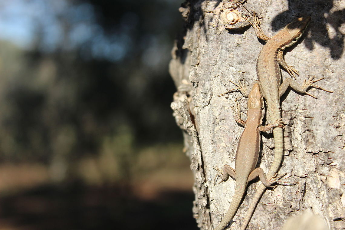 Lizards  Zootoca vivipara