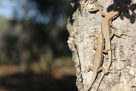 Lizards  Zootoca vivipara